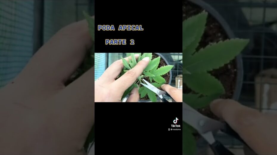 Poda apical: Descubre en qué consiste y cómo beneficiar tus plantas