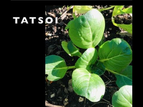 Tatsoi: Descubre qué es esta planta y sus beneficios para la salud