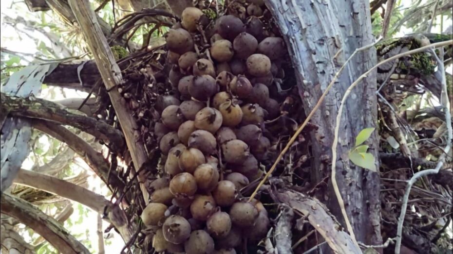 ¿Qué fruta es el coyol?