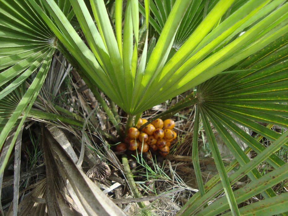 Frutos de las palmeras: Descubre qué producen estas fascinantes plantas