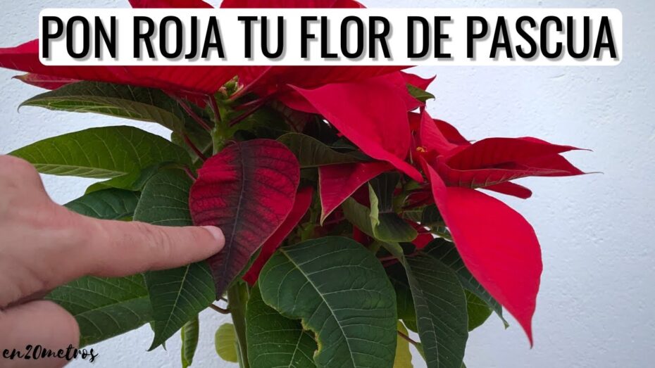 Flor de Pascua: Cómo solucionar la caída de hojas de esta planta