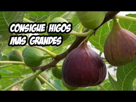 Consejos para lograr que tu higuera produzca higos de manera exitosa