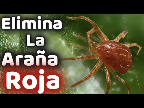 Araña roja en plantas en casa: Qué hacer y cómo combatirla