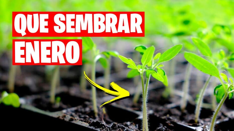 Plantas y Botánica: Lo que se planta en enero