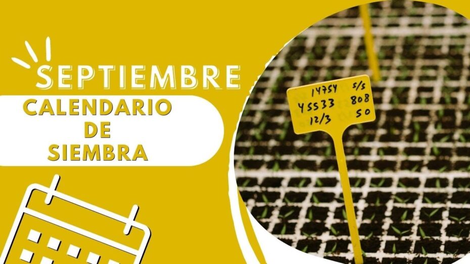 Plantas ideales para sembrar en septiembre: Guía completa