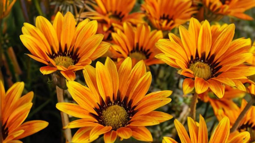 ¿Qué productos naturales para tratar plagas usar?