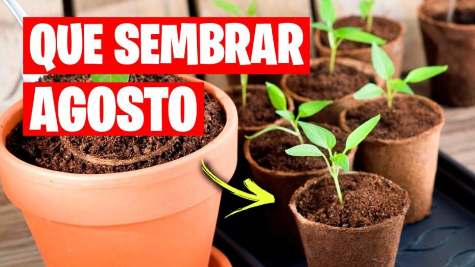 Plantas ideales para sembrar en agosto: Guía completa de cultivos