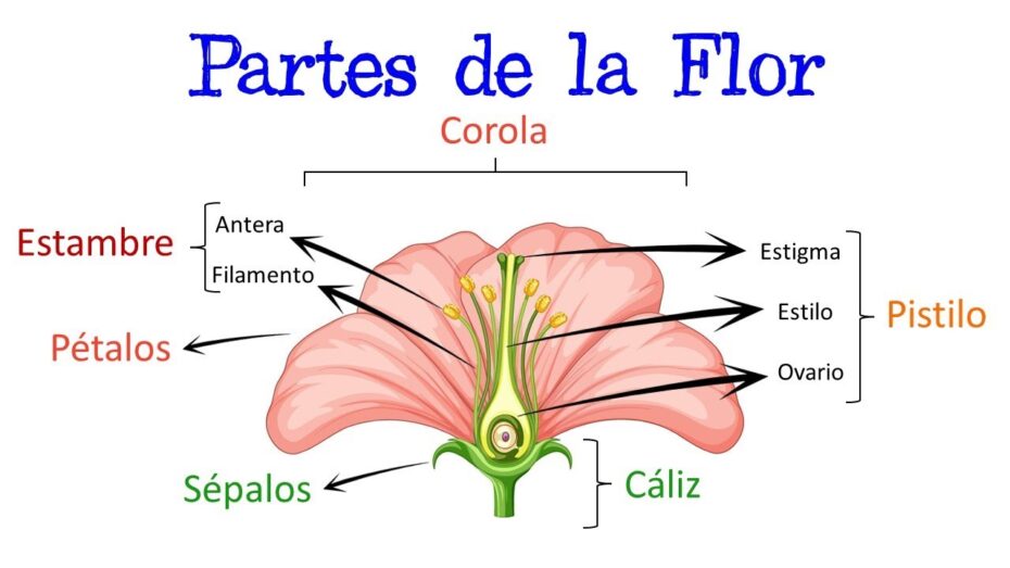 Función y significado de los estambres de una flor: descubre qué son y cómo influyen