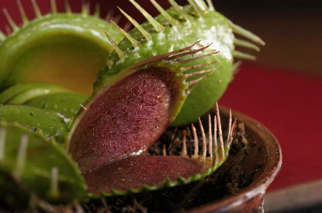 ¿Qué son las plantas carnívoras?