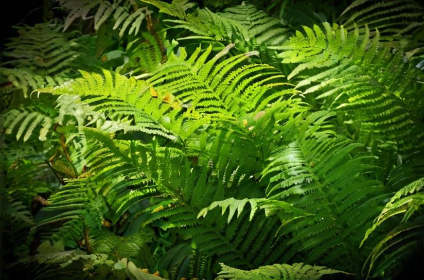 ¿Qué son las plantas esciófilas?