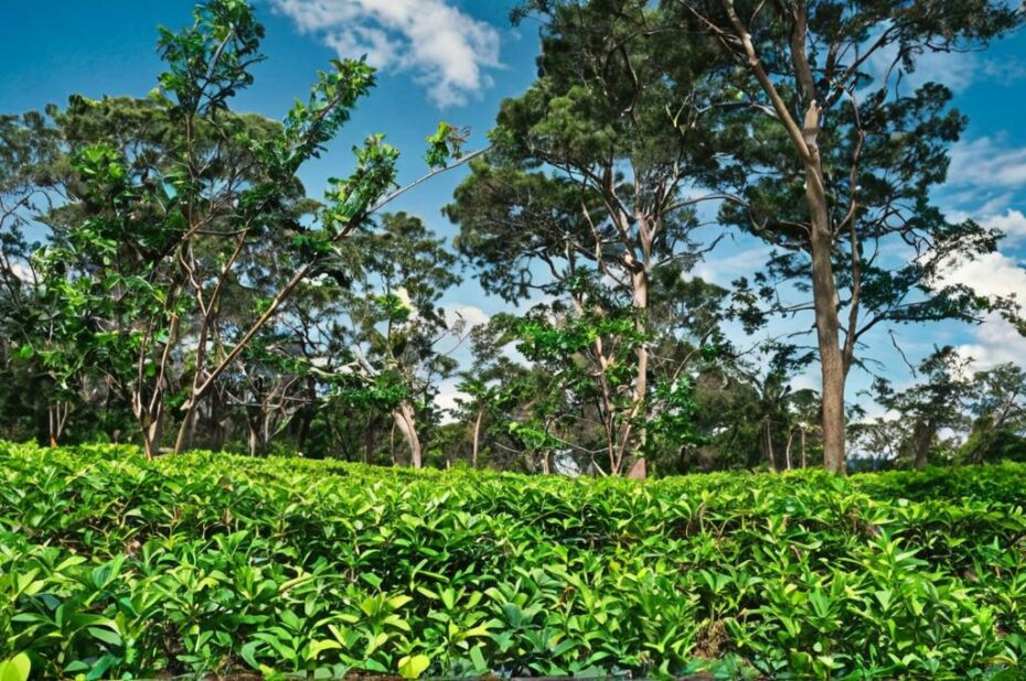 ¿Qué son las plantas forestales?