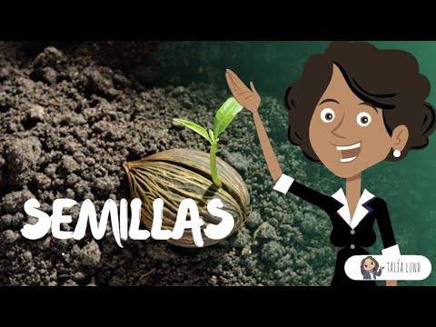Seeds: Descubre qué son y su importancia en el mundo de las plantas