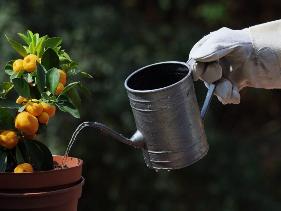 Elimina la cal del agua para regar plantas: guía completa y efectiva