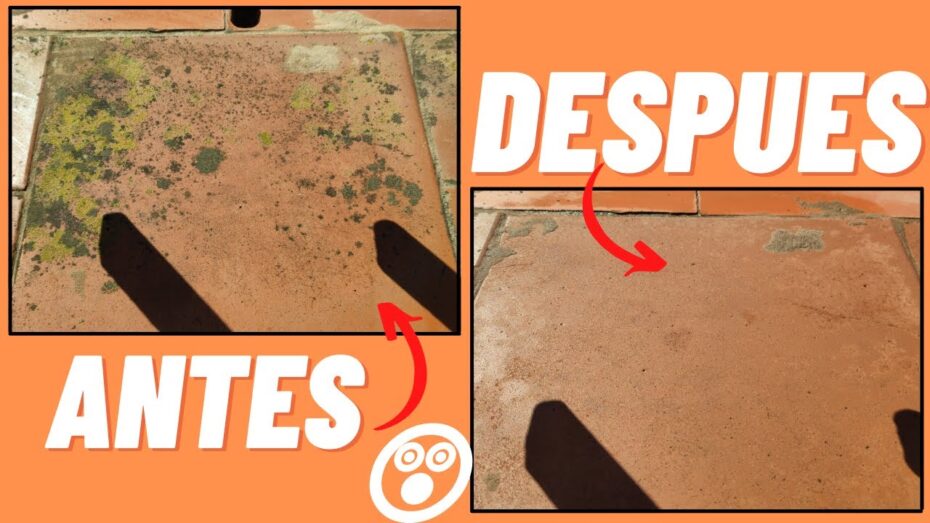 Elimina eficazmente el moho de la pared de tu terraza con estos consejos de experto en plantas y botánica