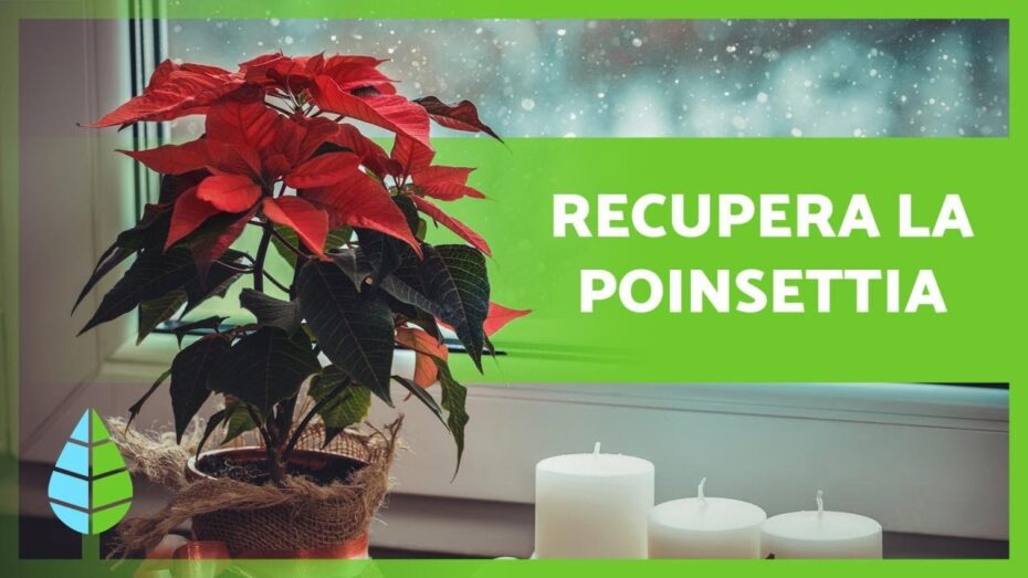 Recupera una flor de Pascua: consejos expertos de botánica para revitalizarla