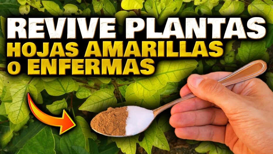 Recupera una hierbabuena con hojas amarillas: consejos expertos en botánica