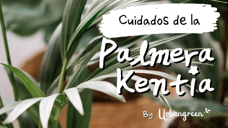 Recuperando una kentia: consejos y técnicas para revivir esta exuberante planta