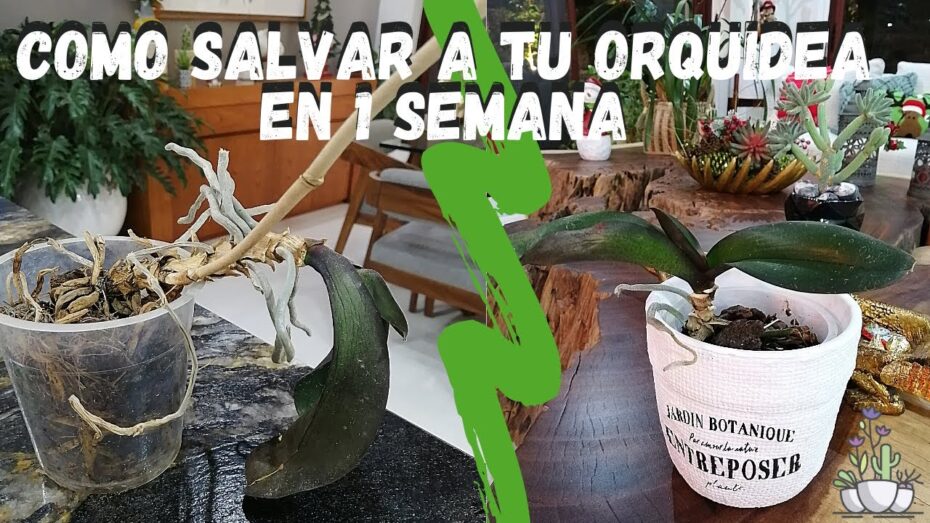 Recuperación de una orquídea seca: Guía para revivir y cuidar tus plantas