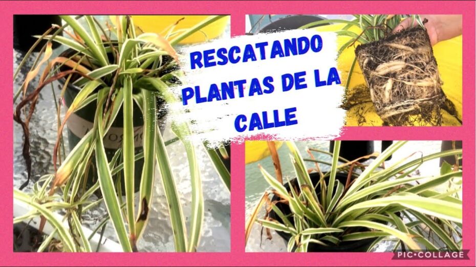 Recuperando una planta cinta: Consejos y técnicas para su revitalización