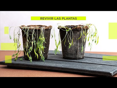 Recupera tus plantas al volver de vacaciones: consejos para cuidarlas
