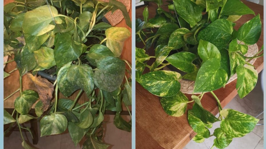 Recupera un poto con hojas amarillas: Guía experta de botánica y cuidado de plantas