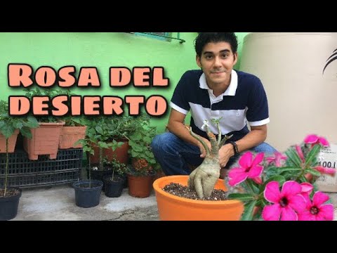 Recuperación de una rosa del desierto: Guía completa para revivir esta planta exótica