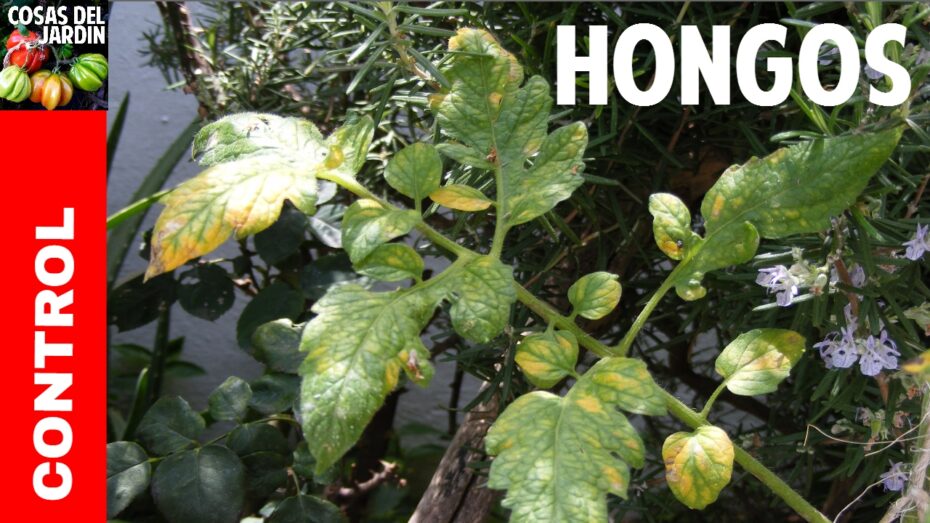 Recupera una tomatera con hojas amarillas: consejos expertos de botánica y plantas