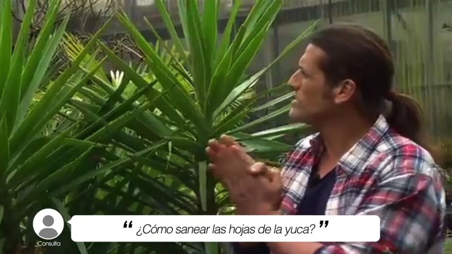 Recupera una yuca con hojas amarillas: consejos expertos de botánica y plantas