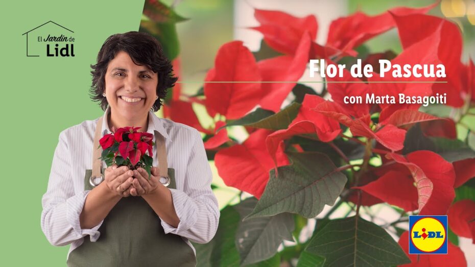 Flor de Pascua: Cómo regarla correctamente para su máximo esplendor
