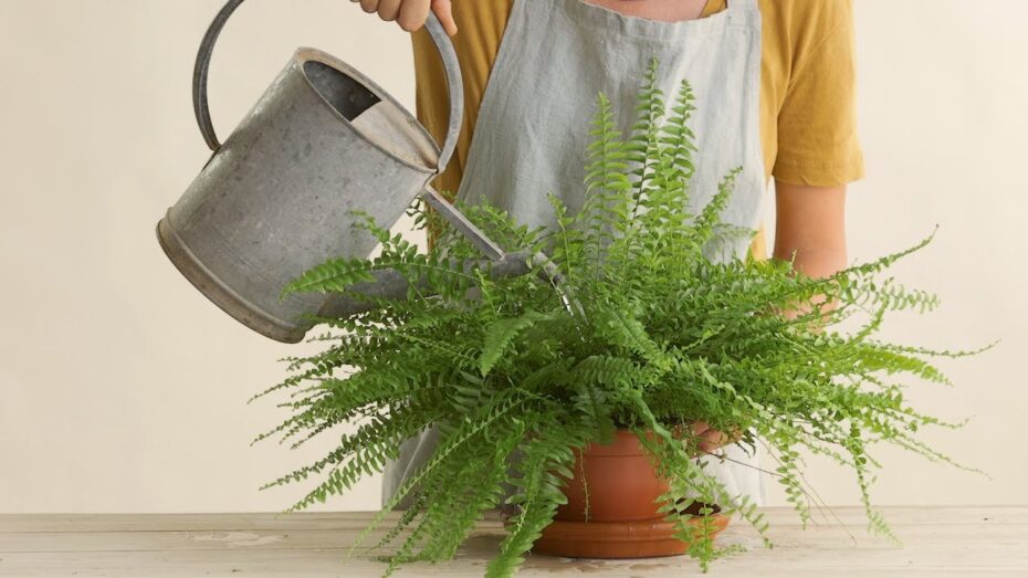 Regar las plantas de interior: cuándo y cómo hacerlo correctamente