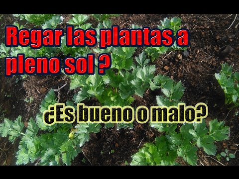 Regar plantas al sol: cuándo y cómo hacerlo correctamente