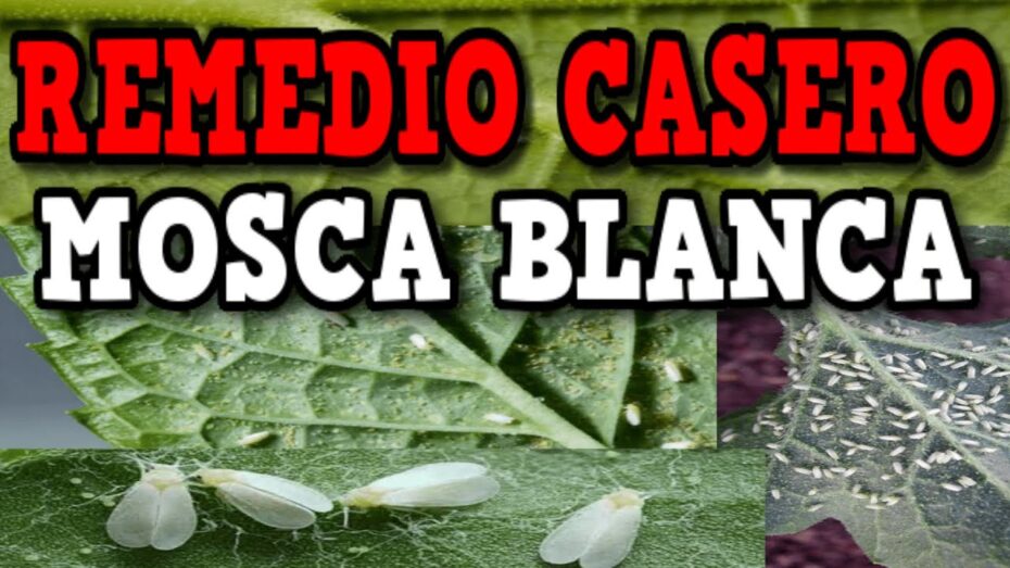 Combate eficazmente la mosca blanca con estos remedios caseros