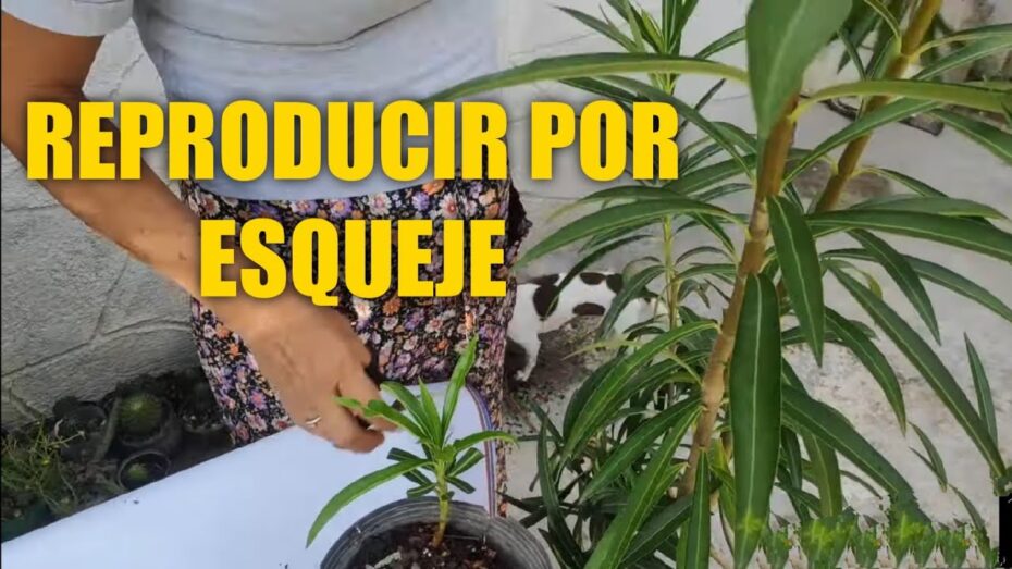 Reproducción de adelfas: Aprende cómo propagar estas hermosas plantas