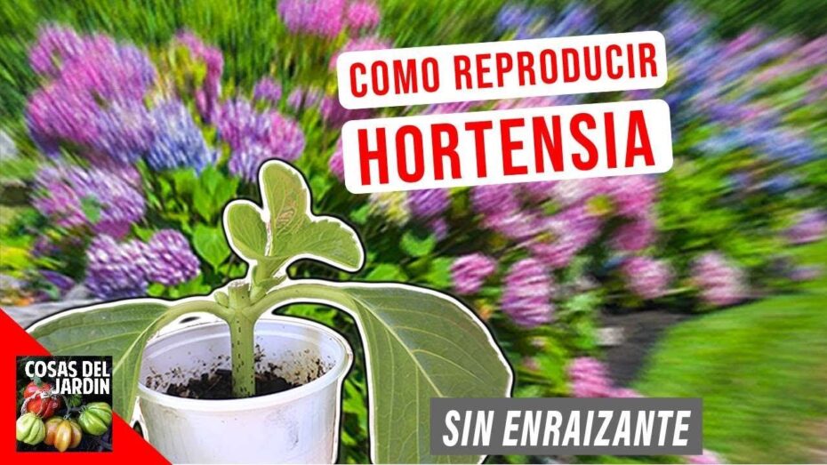 Reproducción de hortensias: Aprende cómo reproducir estas hermosas plantas