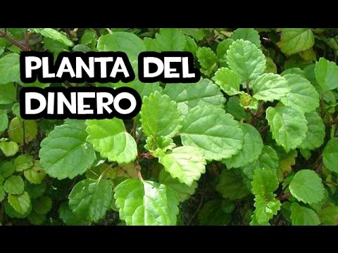 Reproducción de la planta del dinero por esquejes: guía completa para el éxito