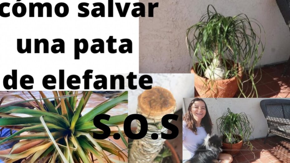 Revive tu planta pata de elefante con estos consejos expertos en botánica