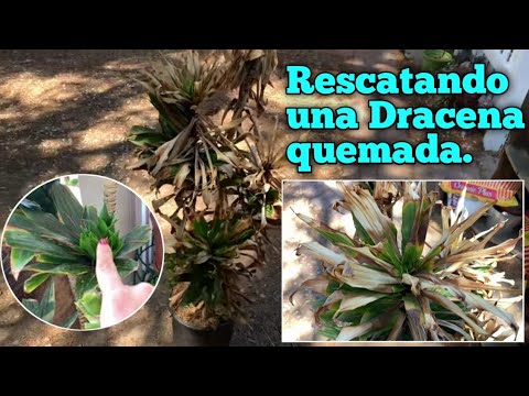 Revivir una planta quemada por el sol: Consejos expertos y técnicas efectivas