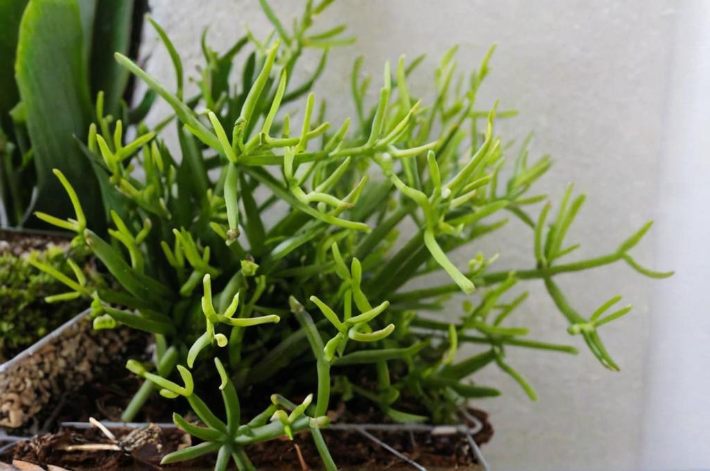 Rhipsalis cereuscula: características y qué cuidados necesita