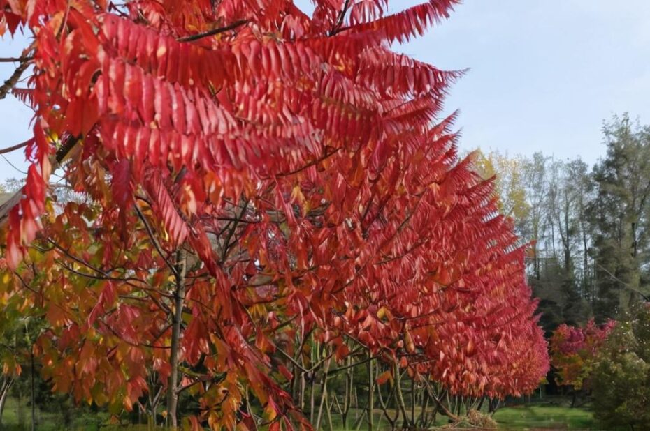 Rhus typhina: características y cuidados del zumaque de Virginia