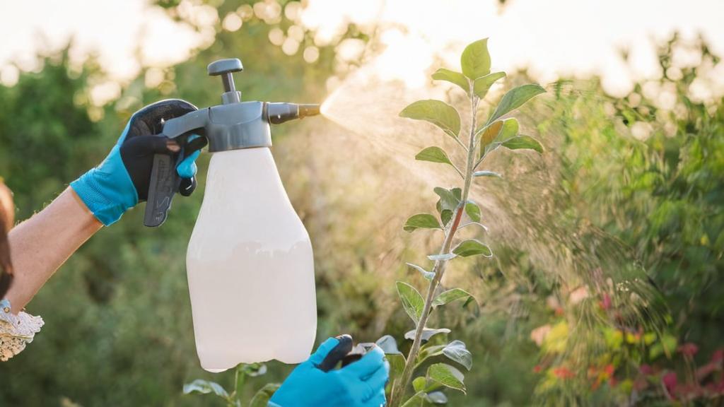 ¿Rociar con spray es igual de efectivo que regar para la planta?