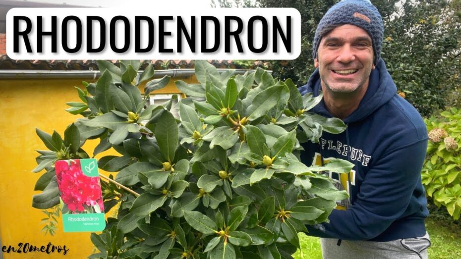 Cuidados del Rododendro: Guía completa para el cuidado de esta planta