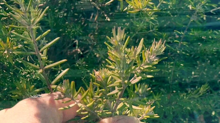 Romerino (Westringia): El fascinante mundo de esta planta y su botánica