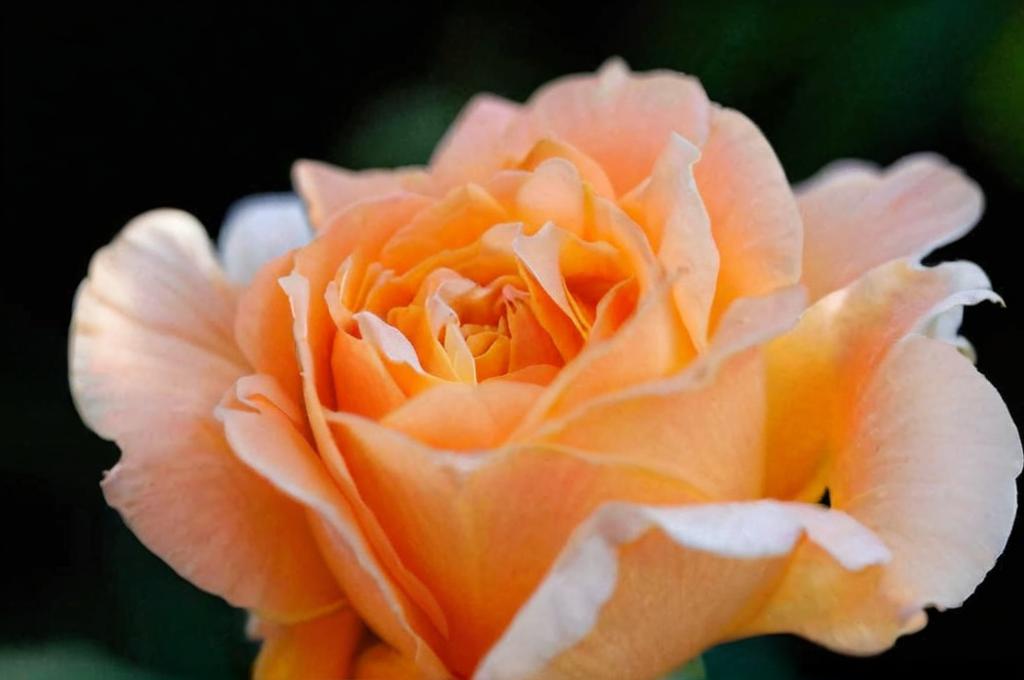 Rosa Manyo: características y cuidados para tenerla en el jardín