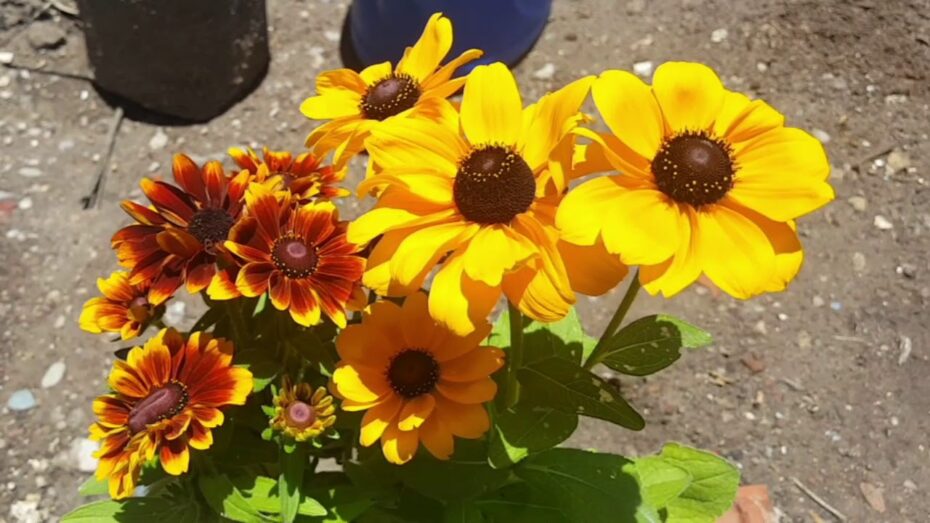 Cuidados de Rudbeckia: Todo lo que necesitas saber sobre esta planta