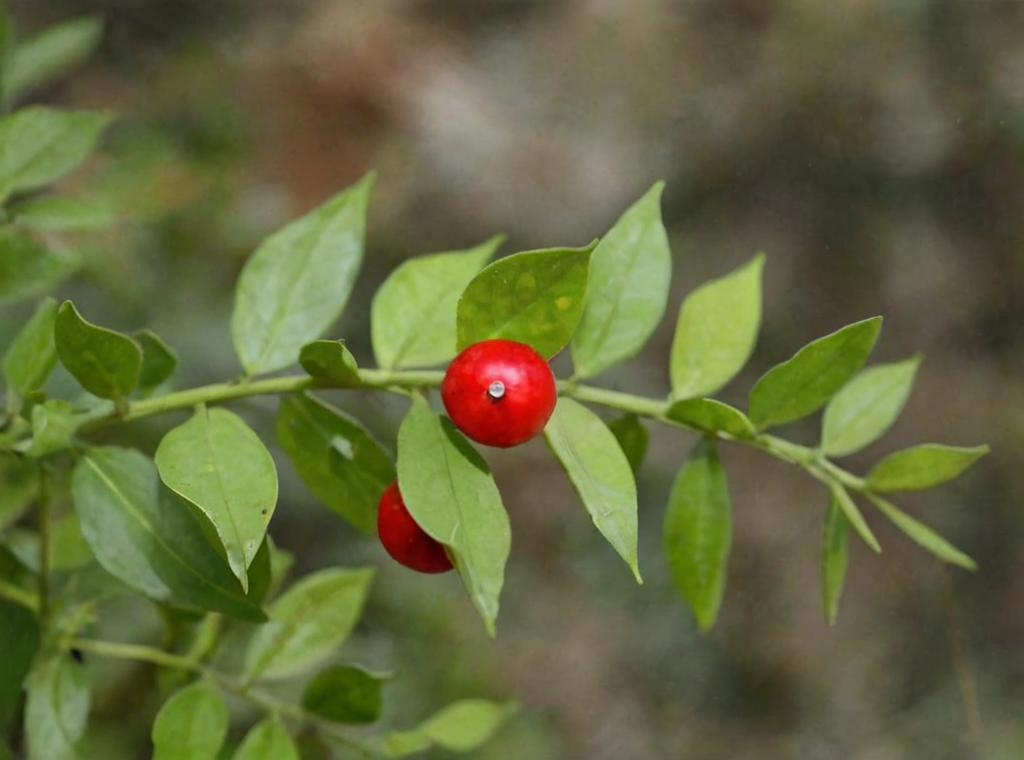 Ruscus