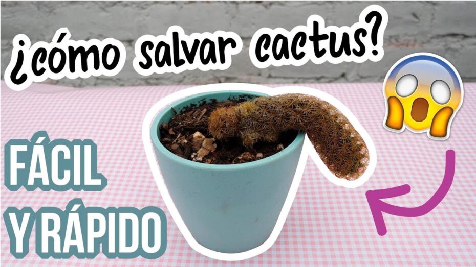 Identifica fácilmente si un cactus está muerto con estos consejos de experto en botánica