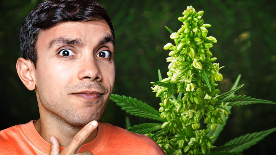 Identificación de plantas macho o hembra: Cómo saber si una planta es masculina o femenina