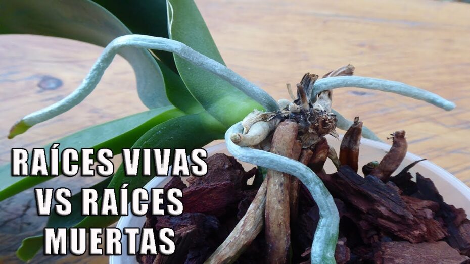 Detecta fácilmente si tu orquídea está muerta con estos consejos de experto en botánica