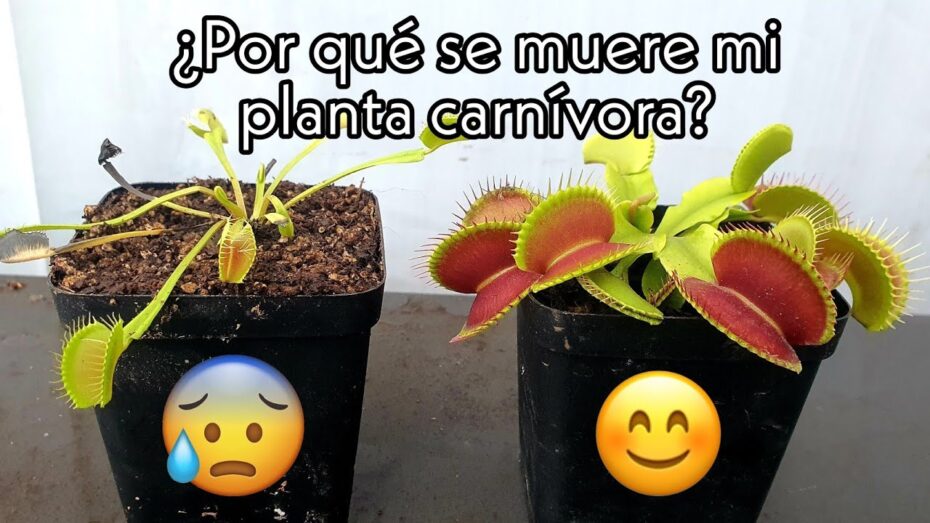 Identifica fácilmente si una planta carnívora está muerta con estos consejos
