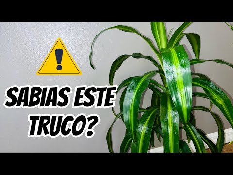 Salva un tronco de Brasil con hojas amarillas: Guía para su recuperación